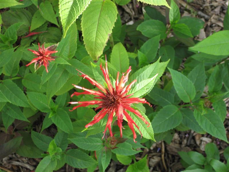 red flower